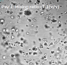 VitroGel IKVAVとVitroGel MMPを用いた膠芽腫細胞（SNB 75）の三次元培養